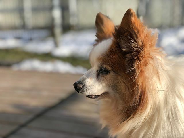 那須どうぶつ王国 Sur Twitter 19年ももう終わりか T Co U3b2atcuxr 那須どうぶつ王国 犬 わんにゃんリビング パピヨン ハート 19年 Nasu Animal Kingdom Dog Papillon T Co Kdrsfggc