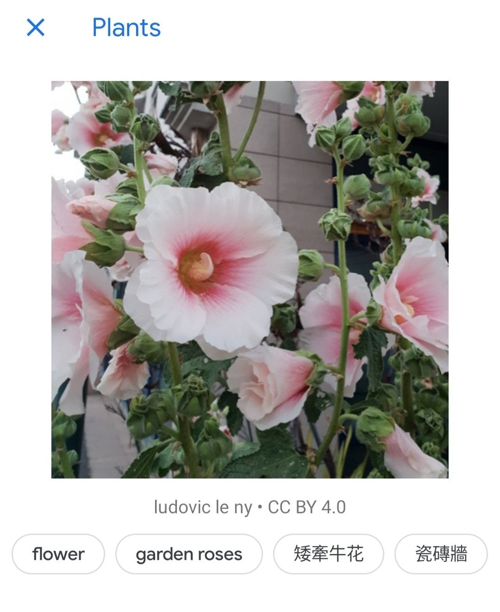CrowdsourceBD's tweet image. Hello contributors of Crowdsource, 
Here are some examples of image capture with tagging and labels.
#ImageCapture
#ShareYourWorld
#GoogleCrowdsource 
#CrowdsourceByGoogle 
#HappyGoogleCrowdsourcing