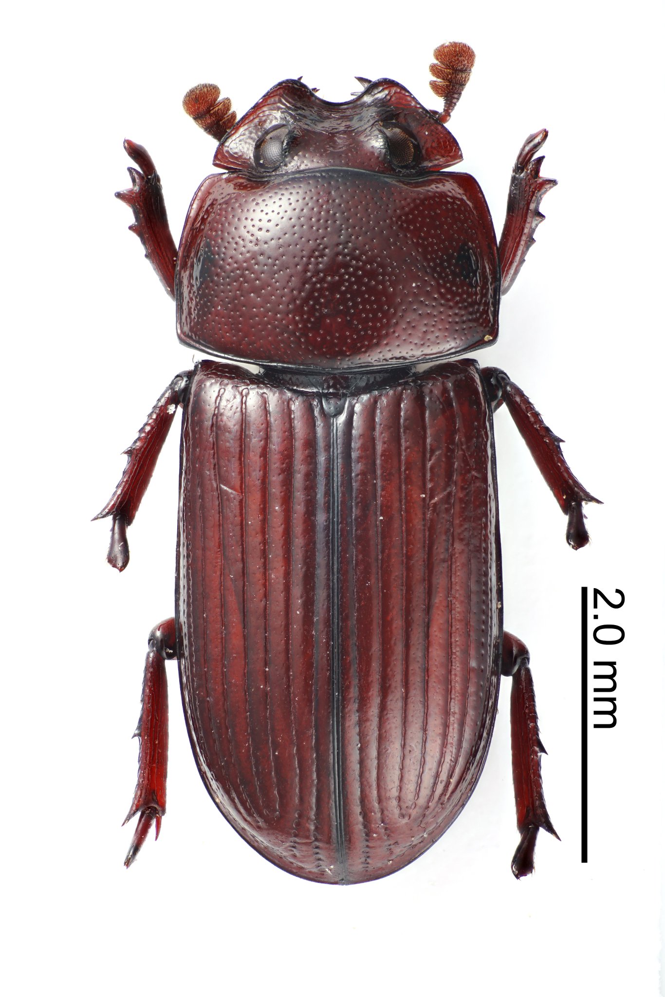 ◆昆虫標本　レーベルツメカクシクワガタ◆ 昆虫標本に欠かせないラベルの書き方と作り方まとめ2024年版