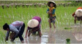 CGIAR's tweet photo. #DYK? In Bangladesh &amp; India alone, #rice lost to flooding each year could feed 30 mln people. But “scuba rice” varieties that survive underwater could save millions more from hunger. This and more CGIAR innovations here: https://t.co/rf4e3wD00L

#foodsecurity @gatesfoundation https://t.co/ZsBMBOlHdD