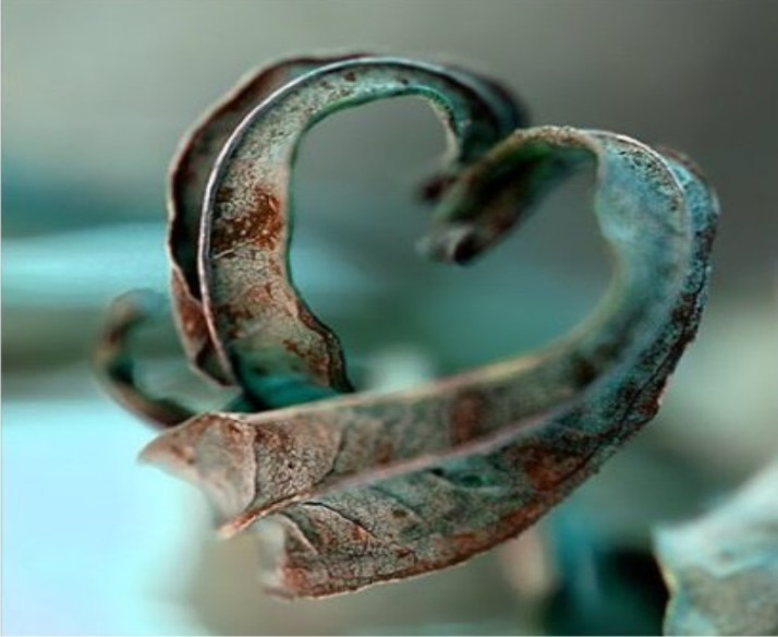 Allah sizin ne dış görünüşünüze ne de mallarınıza bakar.
Ama o sizin kalplerinize ve işlerinize bakar. 
#HayırlıSabahlar