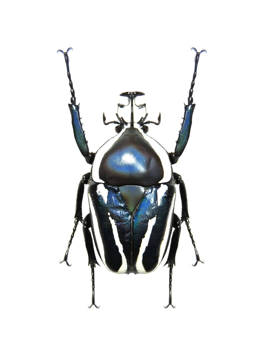 Kja 虫垢 Auf Twitter Dicronorhina Derbyana Westwood 1843 シロヘリミドリツノカナブン 色がたくさんあり とてもかわいい