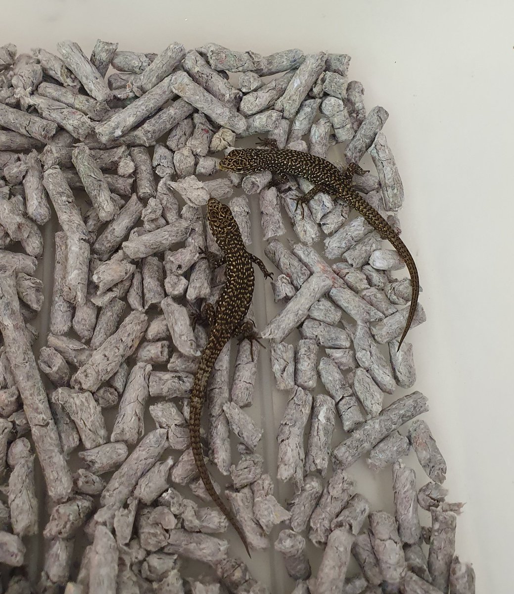 petahill26's tweet photo. These little beauties are the first litter of the season! #ultimateskink #BEERgroup @Sciences_UTAS @Dei_Merry https://t.co/jTzF0HpzR1