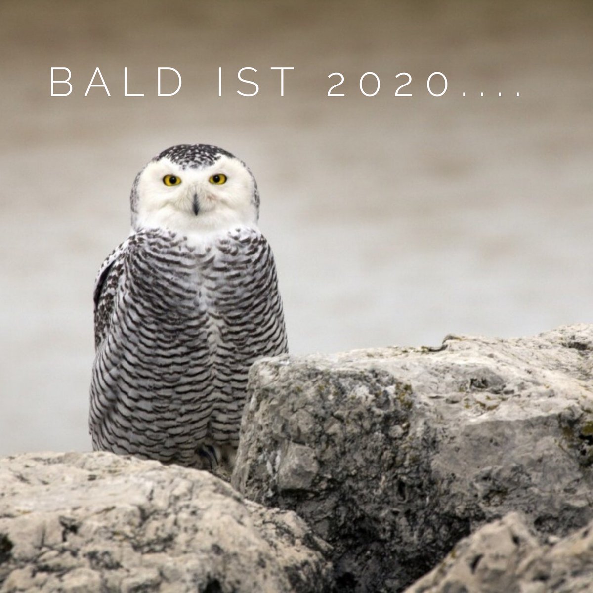 ...und auch dann warten auf qurs.ch wieder viele spannende, kreative, überraschende, einzigartige und faszinierende Kurse auf euch.
•
•
•
•
#owl #kurse #kreativ #freizeit #eule #qurs  #lernen #happy #owl #course