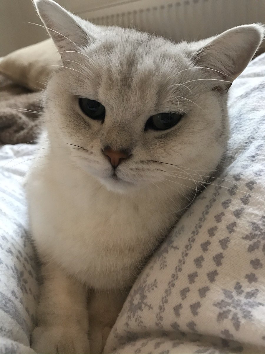 Elliejaneking's tweet photo. Our beautiful British Shorthair cat Hugo has been missing in Balham for over 24 hours. Please help us get him home - he will be scared and hungry ☹️🐱 @balhamnewsie #bringhugohome https://t.co/mLcCBS2j6R