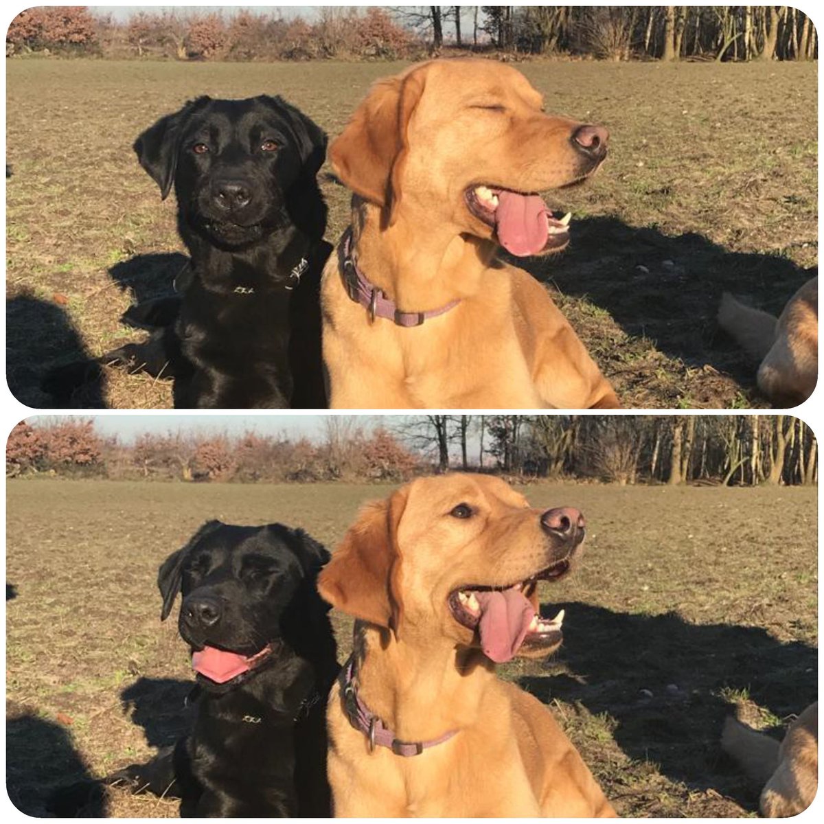 irmavanhoeven's tweet photo. Ogen dicht, ogen open.. 😅 @KNGFGeleidehond #jaike #nero #bosweek #kngf #kngfgeleidehonden #lovemyjob #guidedog #geleidehond #labrador #honden https://t.co/Q15Xxiq3Ov