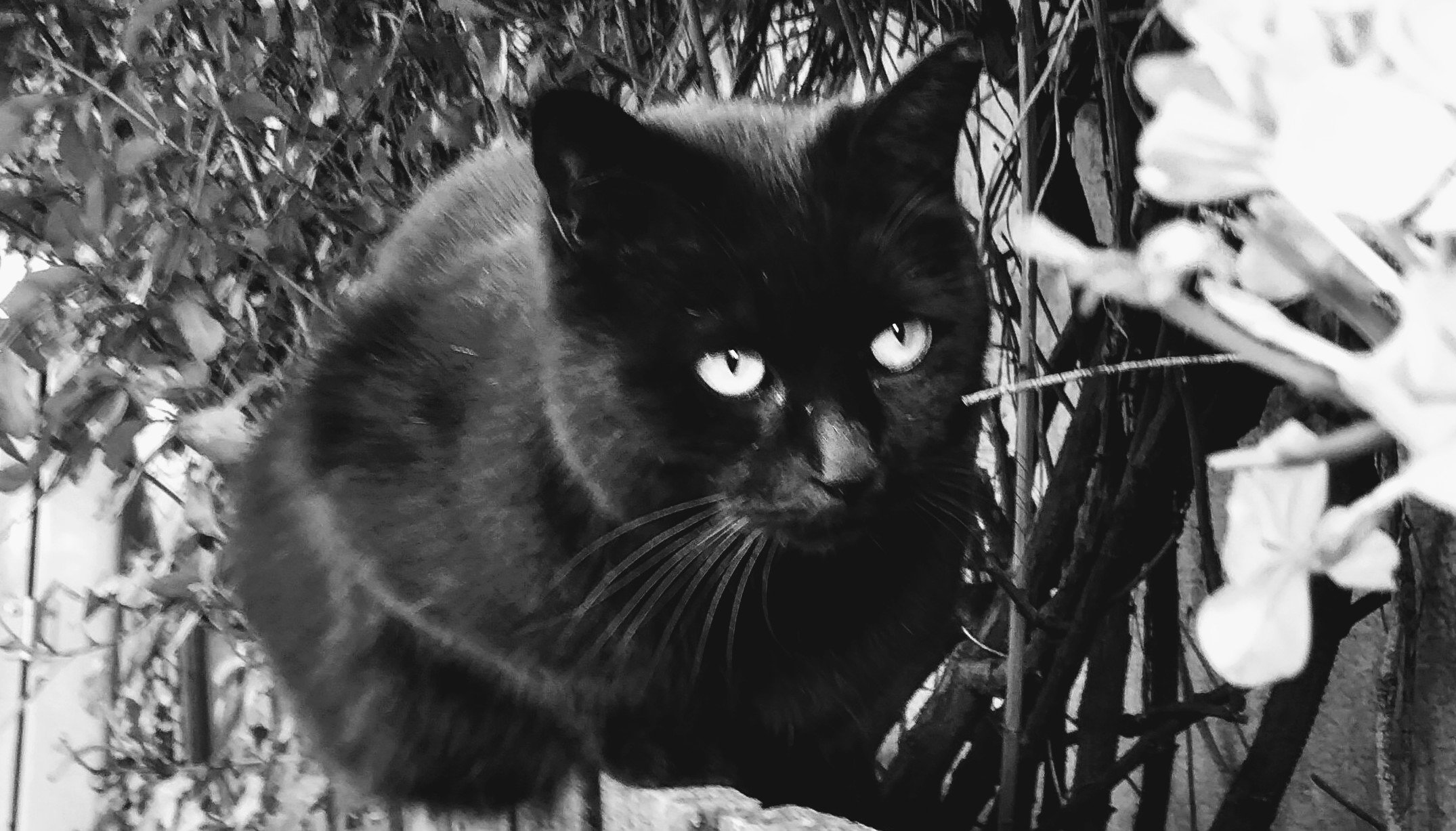 神楽坂ねこの郵便局の福袋を詰めてる所を覗き見したがかなりヤバイ 注意書きが ねこの郵便局の福袋であって猫の福袋ではありません ノークレームノ 19 12 30 神楽坂ねこの郵便局というなまえのお店 神楽坂ねこの郵便局の福袋を詰めてる所を覗き見したがかなりヤバイ 注意書きが ねこの郵便局の福袋であって猫の福袋ではありません ノークレームノ 19 12 30 神楽坂ねこの郵便局というなまえのお店