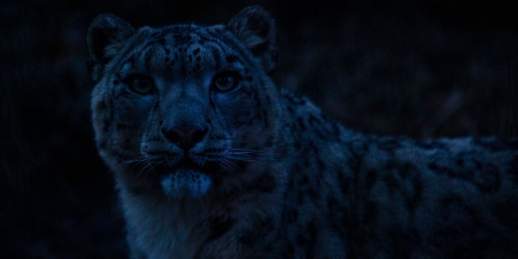 #LuxKorkeasaari-vieraat ovat keränneet #lumileopardi'en suojeluun jo yli 6000€, #kiitos! Liity suojelijoiden joukkoon korkeasaari.fi/lux! 
Over 6000€ has been collected towards #conservation of the #snowleopard for <a href="/snowleopards/">Snow Leopard Trust</a> at Lux Korkeasaari korkeasaari.fi/en/lux-korkeas…