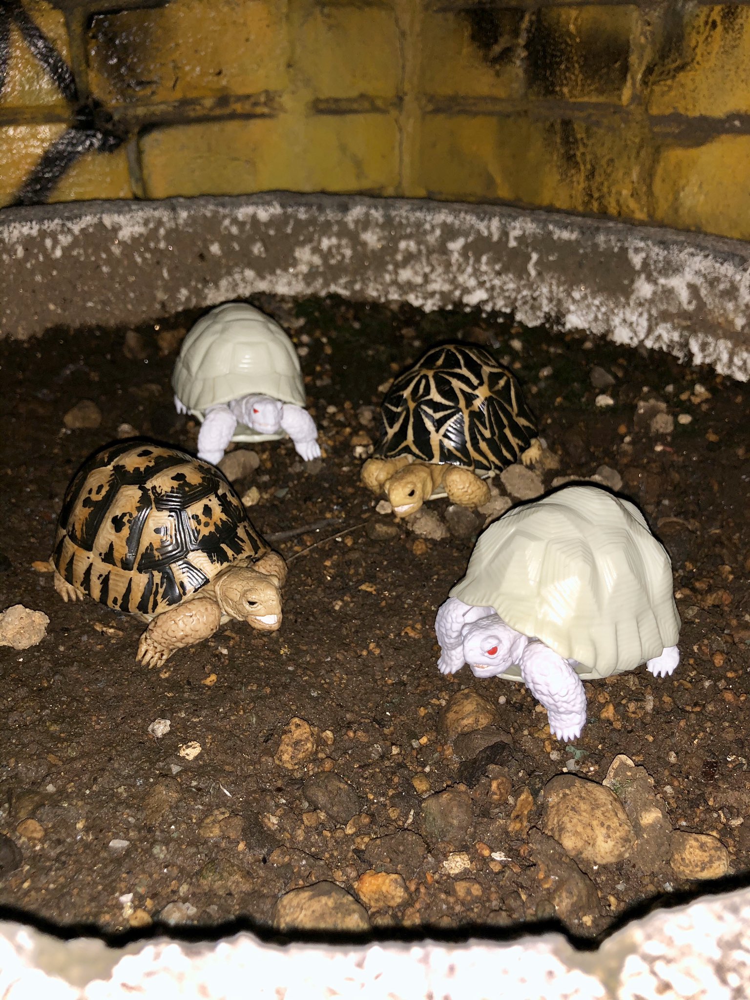 𝓐 𝓝 𝓢 𝓐𝓝 ご報告 新しい家族が増えました インドホシガメのカレーくん インドホシガメアルビノのチョモランマちゃん ギリシャリクガメのパルテノンくん ギリシャリクガメアルビノの雪見だいふくちゃんです 4人ともベタ慣れ個体で人を