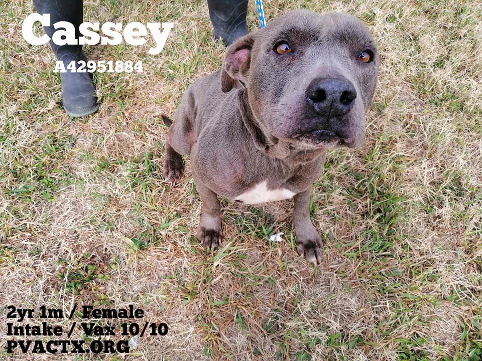 🆘🚨👇🏻These beautiful lost, betrayed pups will 💉if no1 comes 😖😭👇🏻 #Palm #Valley #Edinburg #Tx will 💉them w/out a second thought 😤😖😭#retweet #foster #adopt 🆘🚨👇🏻#RioGrandeValleyTexasdumpsPups 🆘🚨🙏 2 pledge @bvanhool #SavePalmValleyPups 🙏🙏#CAPA Don’t let them 💉😖😭🙏🙏