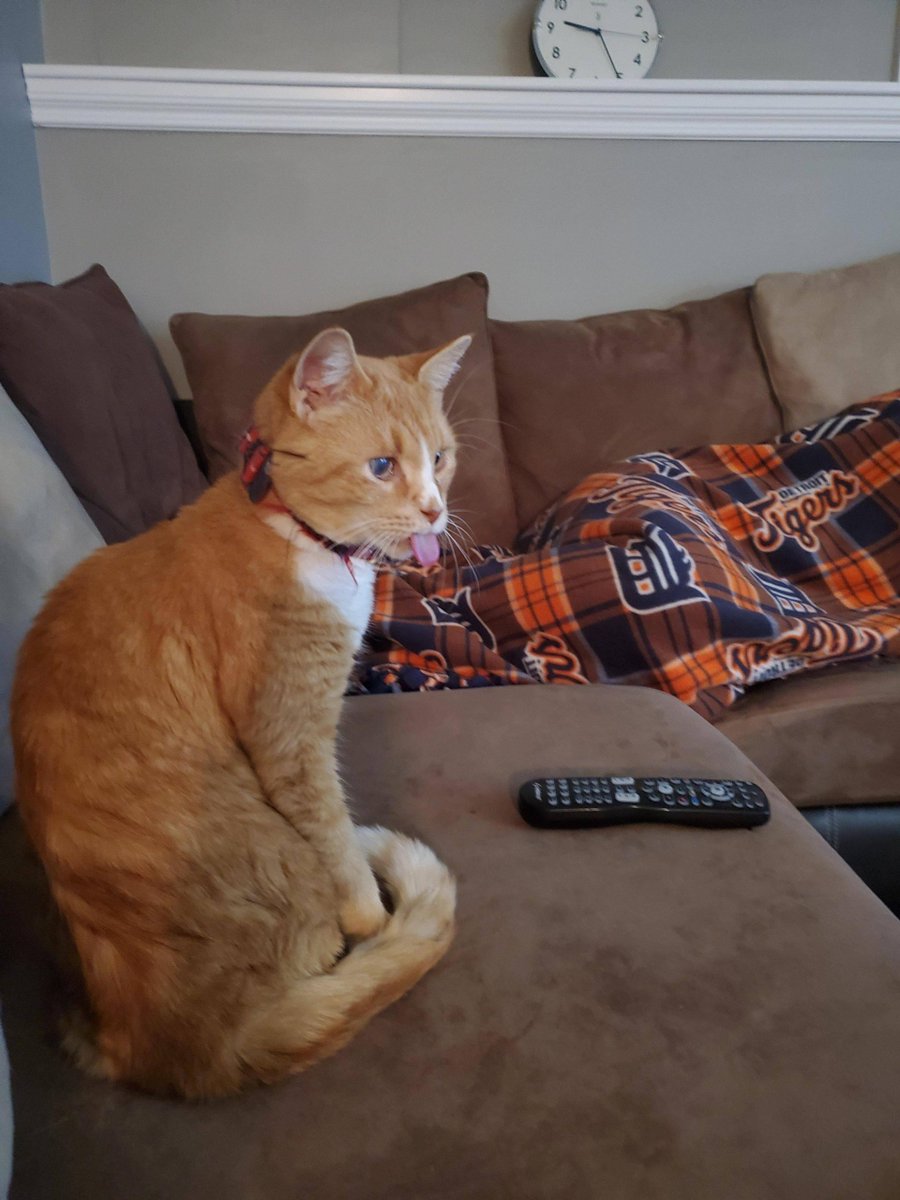 MeowMoeDotCom's tweet photo. My #Crazy #Cat getting #Distracted and #Blepping #Hard.
 
#Cats #Cat #Kittens #Kitten #Kitty #Pets #Pet #Meow #Moe #CuteCats #CuteCat #CuteKittens #CuteKitten #MeowMoe

https://t.co/NyU7OBw4wa
 
. https://t.co/yxlVa8L6Zv