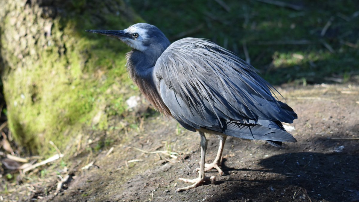 うに 旅好猫飼 ニュージーランドで会ったシロガオサギ そう言えばこの子 英名はwhite Faced Heron 日本ではサギは サギ のみですが 英語ではアマサギやダイサギのような白ベースのもの つまりシラサギと呼ばれる仲間を Egret その他アオサギや