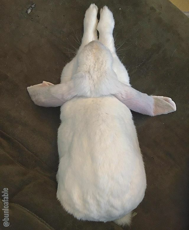 Bunloafable tweet media