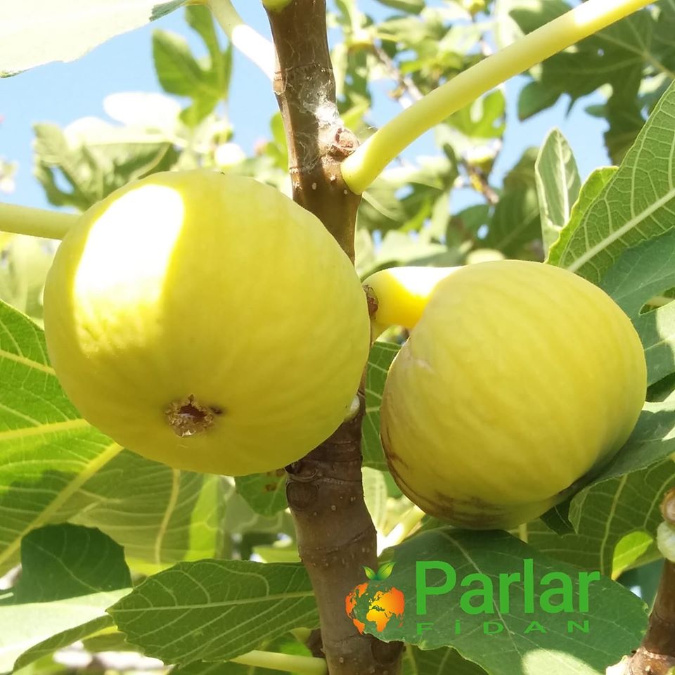 parlarfidan's tweet photo. 👉İncir Fidanları @parlarfidan 'da
#parlarfidan #sapling #agriculture #meyvecilik #incir #figsapling #fig #incirfidanı #Meyvefidanı #sarılopincirfidanı #pazartesi #pazartesisendromu #Belensay #bist100 #Cemre #dolar #helin #HappyBirthdayTaehyung #LIVWOL #TheWitcherNetflix https://t.co/knd1bLbmV0