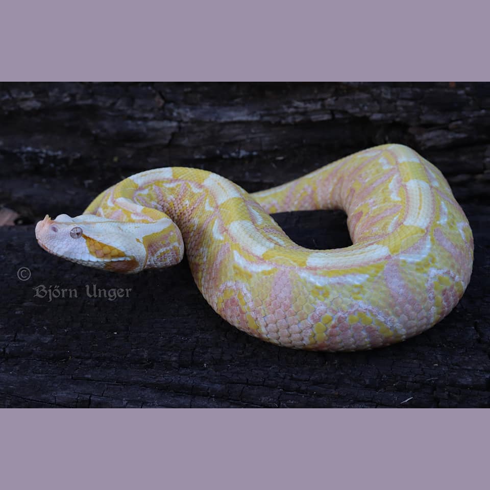 LivingArtReptil's tweet photo. Beautiful! :-) Gaboon Viper (Bitis rhinoceros). Photo: Bjorn Unger. #hots #snake #viper #africa #venom #reptile #livingart #lareptile #lareptiles #gaboonviper #venomous #livingartreptile #livingartreptiles #bitisrhinoceros https://t.co/22NnrnADhi