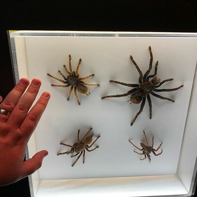 aaronazz's tweet image. I shall call him Fluffy. #spiders ift.tt/35ec8mQ