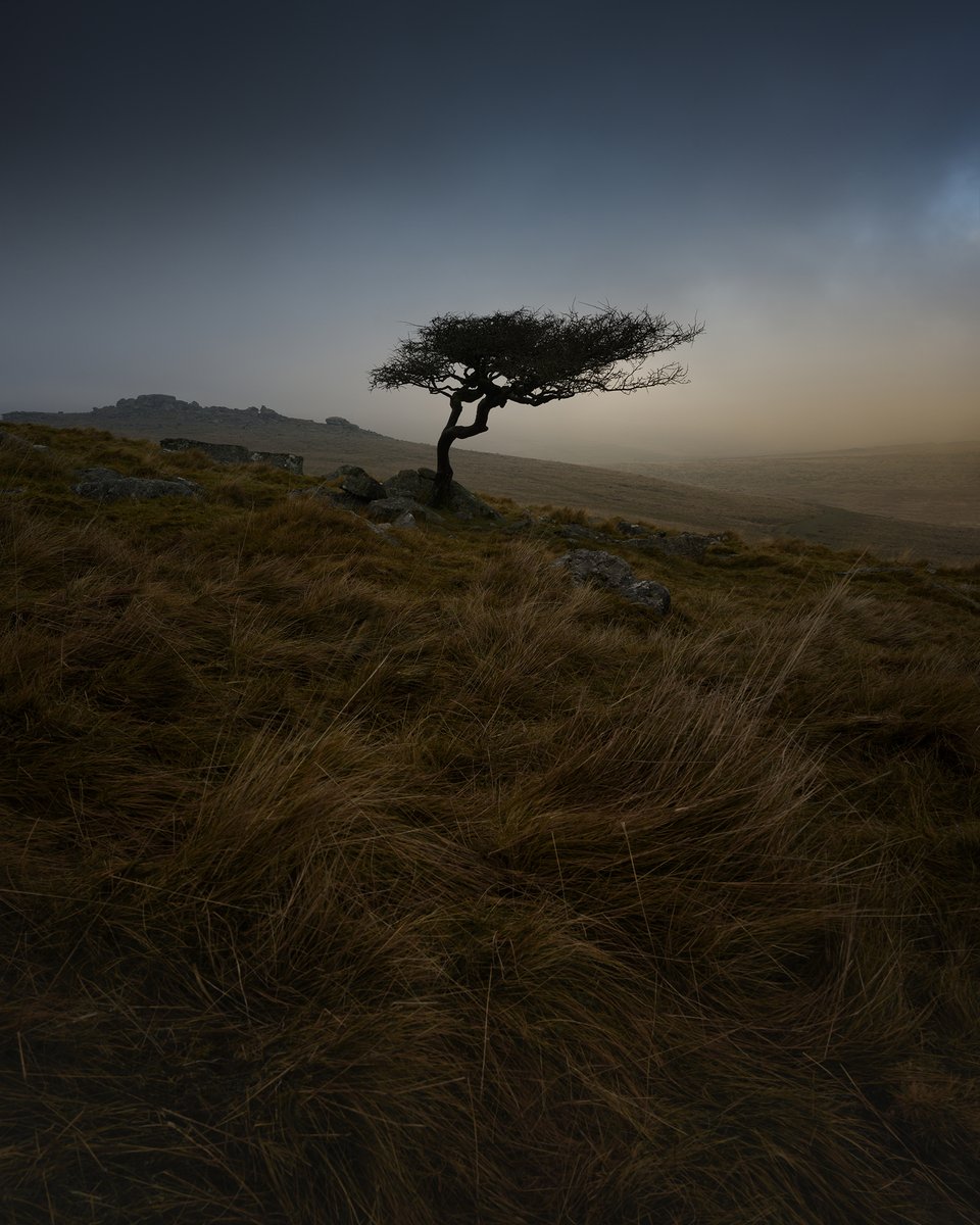 No fog at Wistmans yesterday so went for plan B and shot some lone Dartmoor Hawthorns. #fsprintmonday #sharemondays2019 (portrait - click to view)