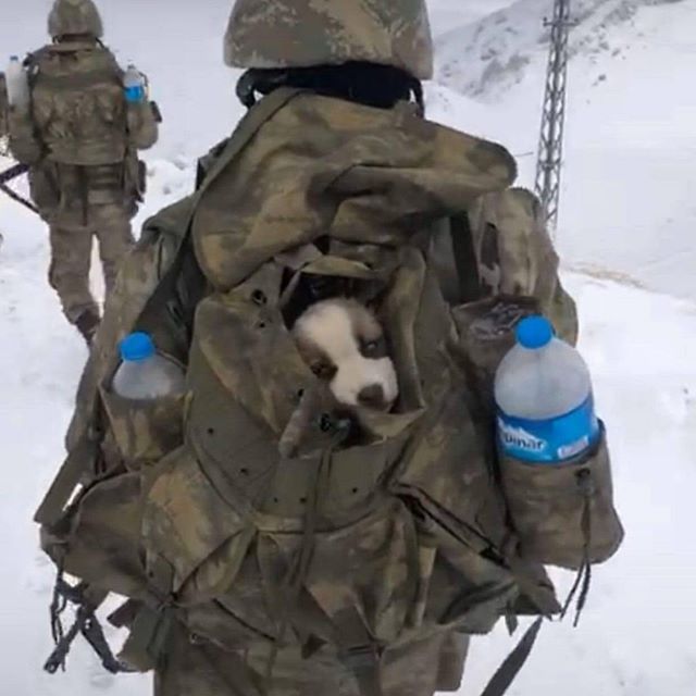dirilispostasi's tweet photo. Dünyanın en merhametli ordusu olan Türk ordusunun askeri, dondurucu soğukta operasyon yaparken yavru bir köpekle karşılaşmış. Sırtında ki onca yüke rağmen hiç düşünmeden yavru köpeği de sırtlanmış ve yanında götürüyor. 🇹🇷 https://t.co/pb7yWlUsKU