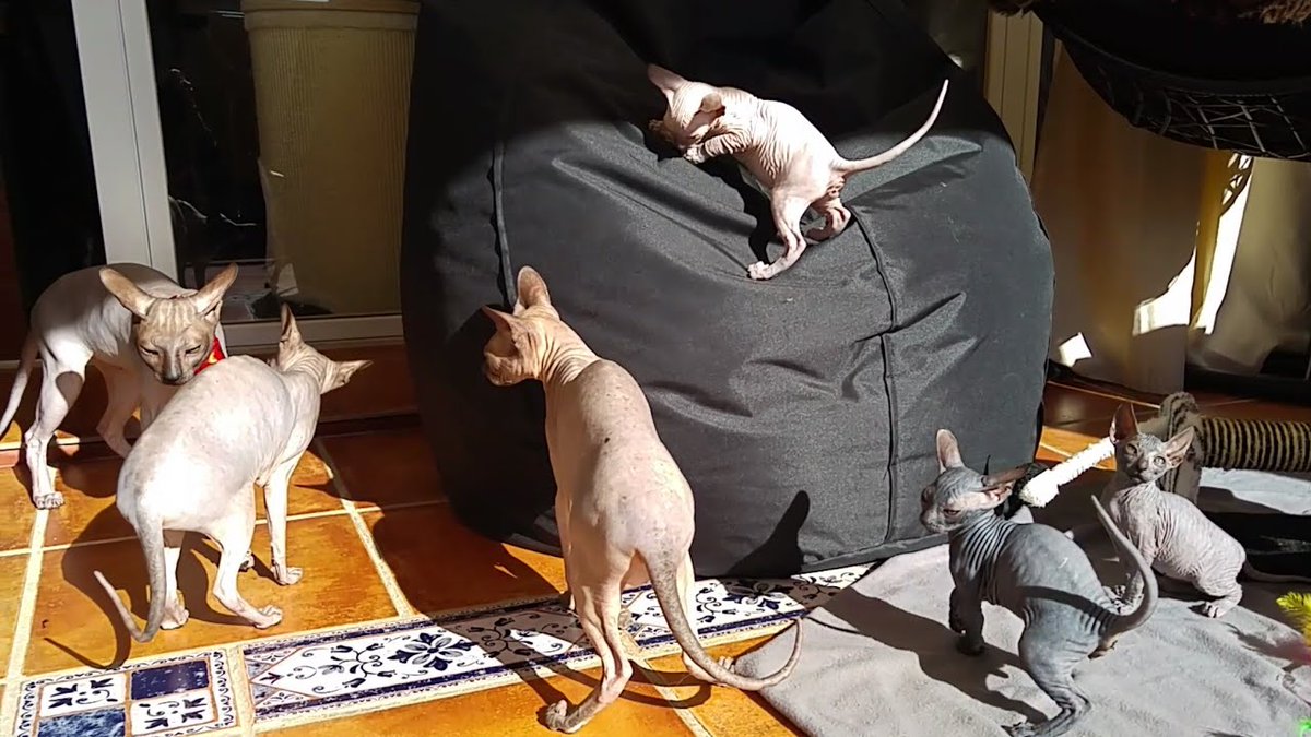 MeowMoeDotCom's tweet photo. #Sphynx #Cat mother, father ...
#Cats #Cat #Kittens #Kitten #Kitty #Pets #Pet #Meow #Moe #CuteCats #CuteCat #CuteKittens #CuteKitten #MeowMoe
#AdorableAnimals #AdorableKittens #AmazingKittens #Animals #BeautifulCat #BestKittens
https://t.co/3t2JnfPhf4
. https://t.co/F0UJvuYWXq