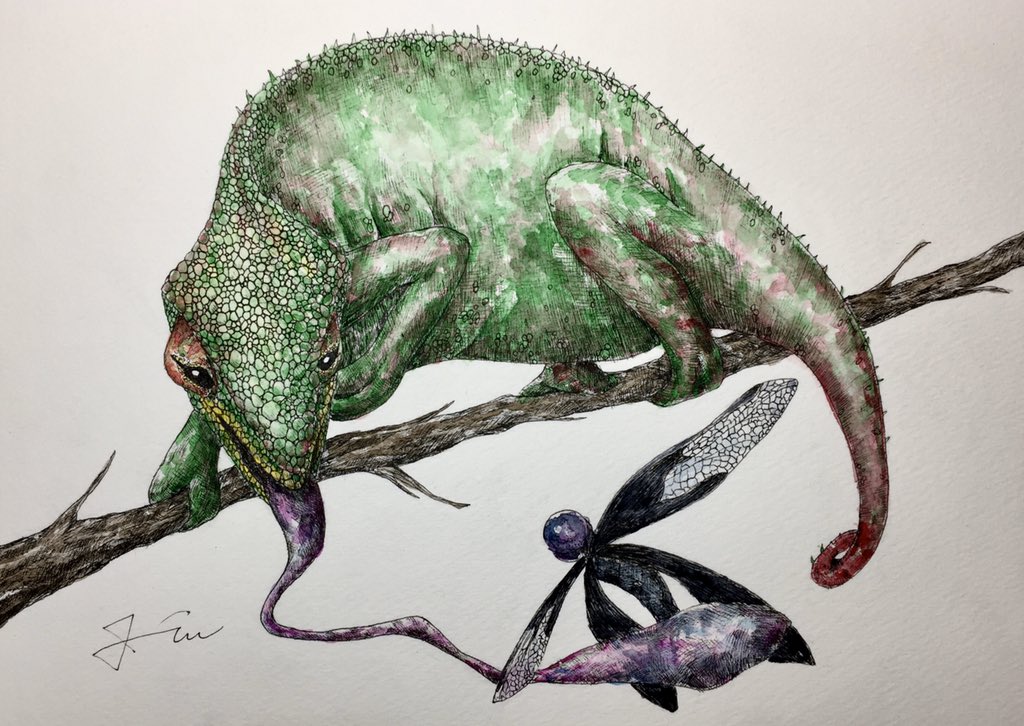 Jin 就活中の動物画家 パンサーカメレオンの捕食の瞬間を描いた絵です 大きさは267 190mm 00で販売します Jin 就活中の動物画家 パンサーカメレオンの捕食の瞬間を描いた絵です 大きさは267 190mm 00で販売します