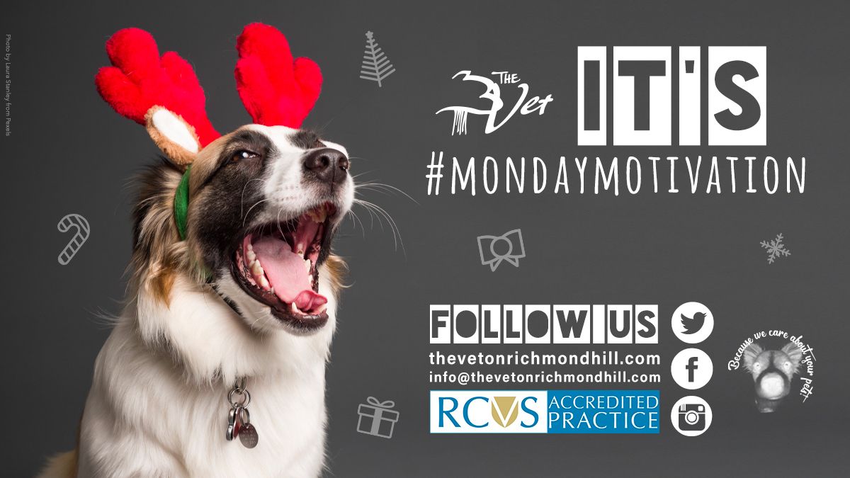 VetOnTheHillHQ's tweet photo. 🐶🐱 #Pets are our #MondayMotivation 😀 - Remember #APetIsForLife 🥰 https://t.co/WIEtq3Pglb