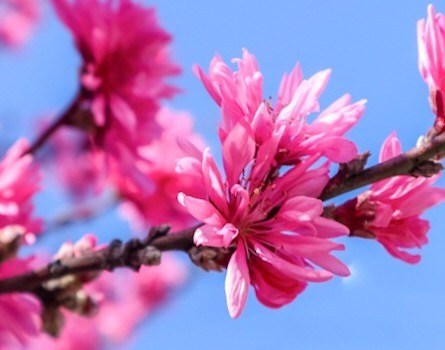 Herbal Tree Shop Nae Ya On Twitter ハナモモ 花桃 菊桃 花弁が菊のように細長い八重咲きの花桃 濃いピンク色の中輪品種で鮮やかな花色がたいへん目を引きます 花桃 ハナモモ 菊桃 桃の節句 シンボルツリー 記念樹 Https T Co Eyz01zvwqg Https