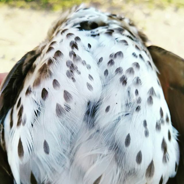 yoneron1's tweet photo. Pechugas. #canneron #delcampoalacazuela https://t.co/RqnmletM9z https://t.co/mzlPqJkcnp