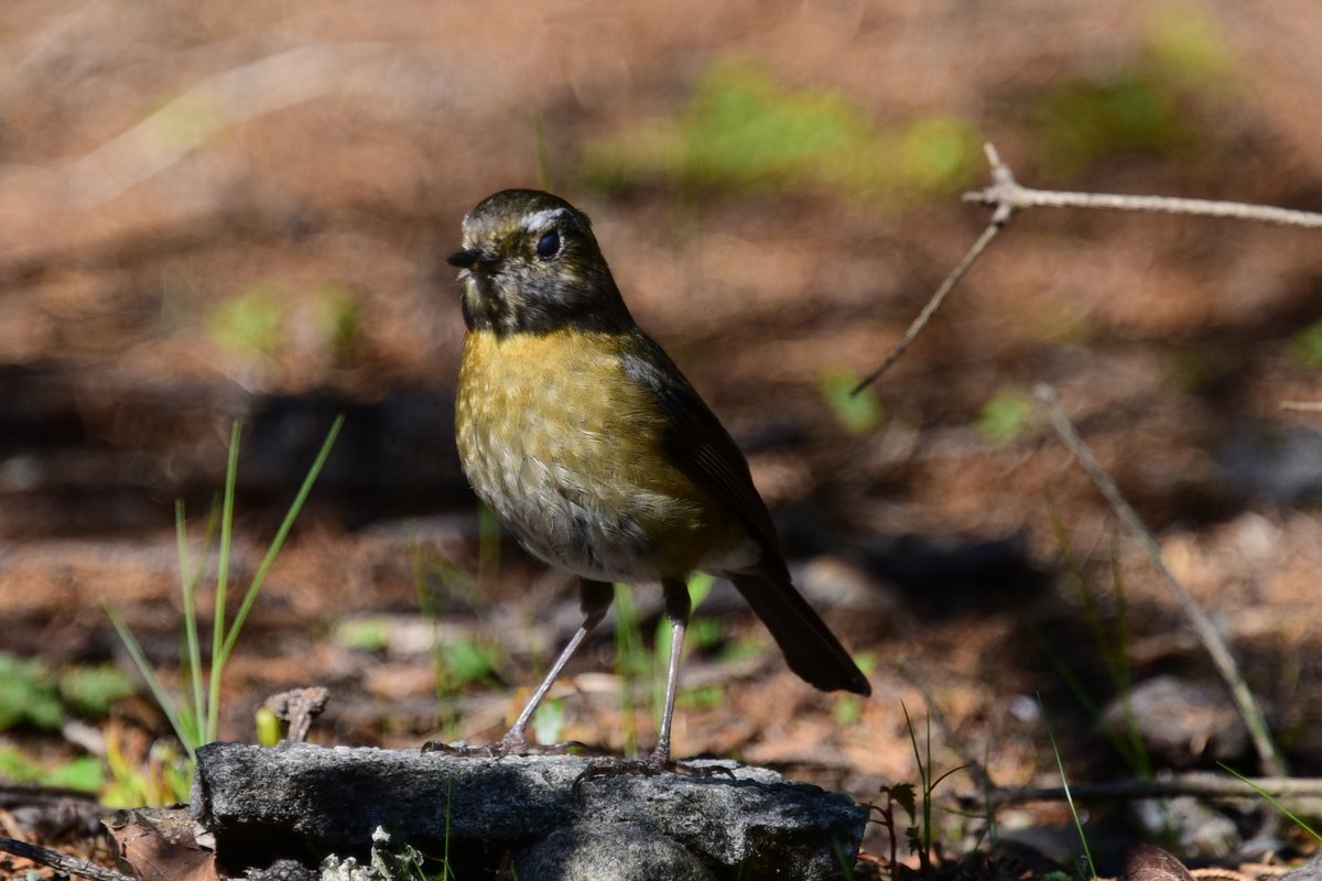 taiwanbirdguide's tweet photo. Female #CollaredBushRobin sometimes can be very friendly 🤞 in alpine area.
#TaiwanBirdGuide #bird #birding #TaiwanEndemicSpecies #birdphotography #Taiwan https://t.co/AgGsStSmk8