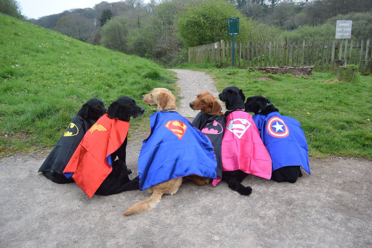 fireworkreform's tweet photo. We have a plan guys, the humans are working on it ๐Will YOU be our #superhero? let's get this petition to a million ! https://t.co/txQE261zj2 #voiceforthevoiceless #BanTheBang #AnimalWelfare #NewYearsEve2019 #BangOutOfOrder #dogsoftwitter #wildlife https://t.co/TlXlWF2tBJ