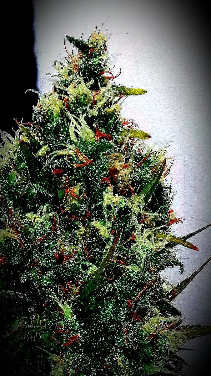 AdrycManellson's tweet photo. ¡ Weed Día Verde Mundo !
Y Feliz último Lunes de Año, con #GreenPowerXL de @GreenbudSeeds #LEC315Wts #RefBlanca @LUMiiLighting @HydroGardenLtd #Sust #BatMix #Plagron #Orgánico en #AdrycsCove #APuntoDeCaramelo,
Mi Hada, el #AdrycManëllsonTesterTeam y yo Os Saludamos.
Alegría..🧚‍♂️😎 https://t.co/wzUE8r0zwU