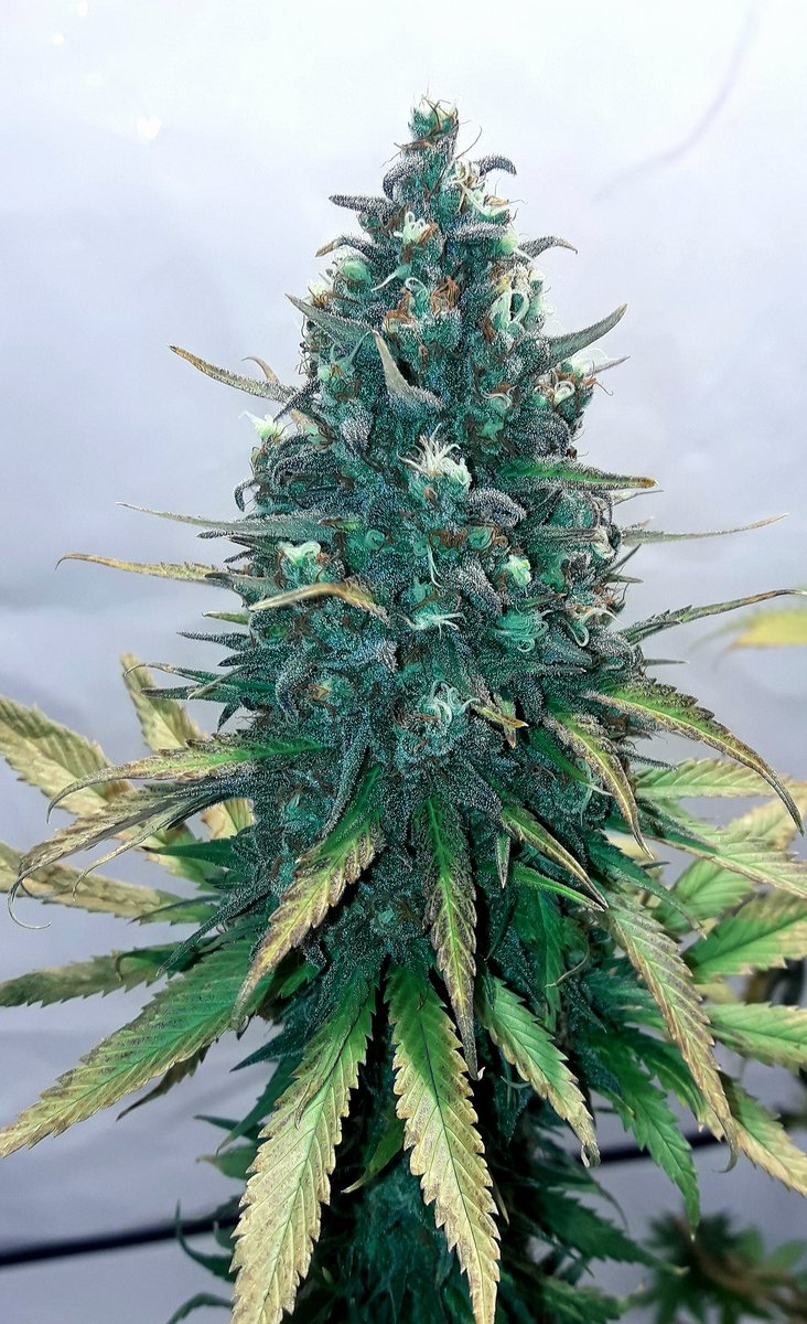 AdrycManellson's tweet photo. ¡ Weed Día Verde Mundo !
Y Feliz último Lunes de Año, con #GreenPowerXL de @GreenbudSeeds #LEC315Wts #RefBlanca @LUMiiLighting @HydroGardenLtd #Sust #BatMix #Plagron #Orgánico en #AdrycsCove #APuntoDeCaramelo,
Mi Hada, el #AdrycManëllsonTesterTeam y yo Os Saludamos.
Alegría..🧚‍♂️😎 https://t.co/wzUE8r0zwU