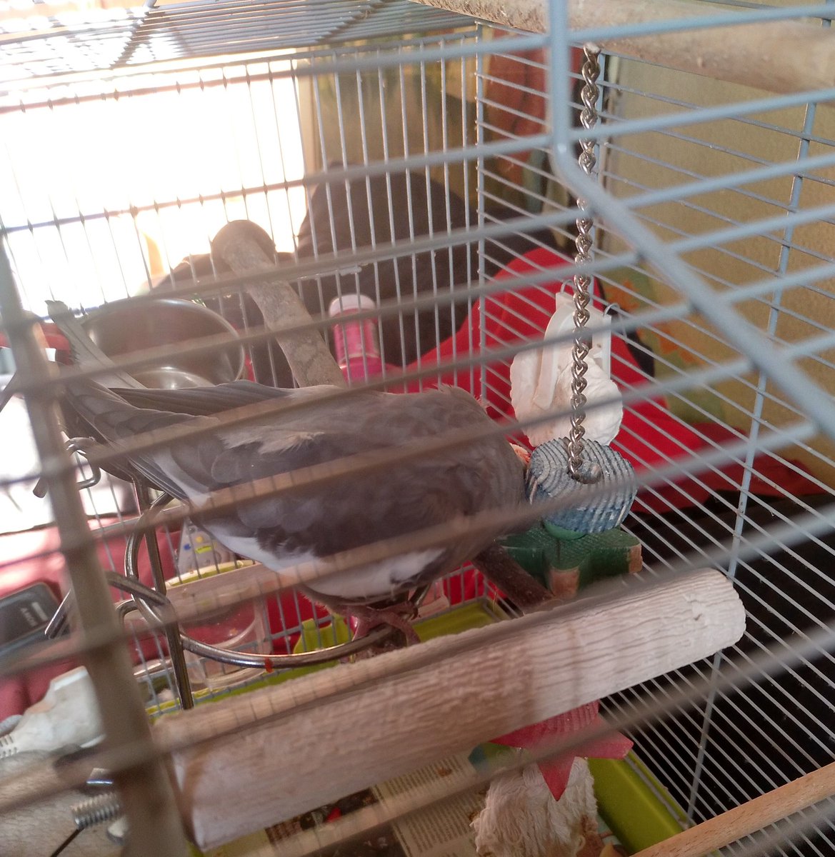Kurenai_Konan's tweet photo. Sorin: No, mom, you can't cuddle me...Toy, you can give me all the cuddles that you want.
๐คฆ๐ปโโ๏ธ #birdthings #birds https://t.co/2uTcmuTMDx