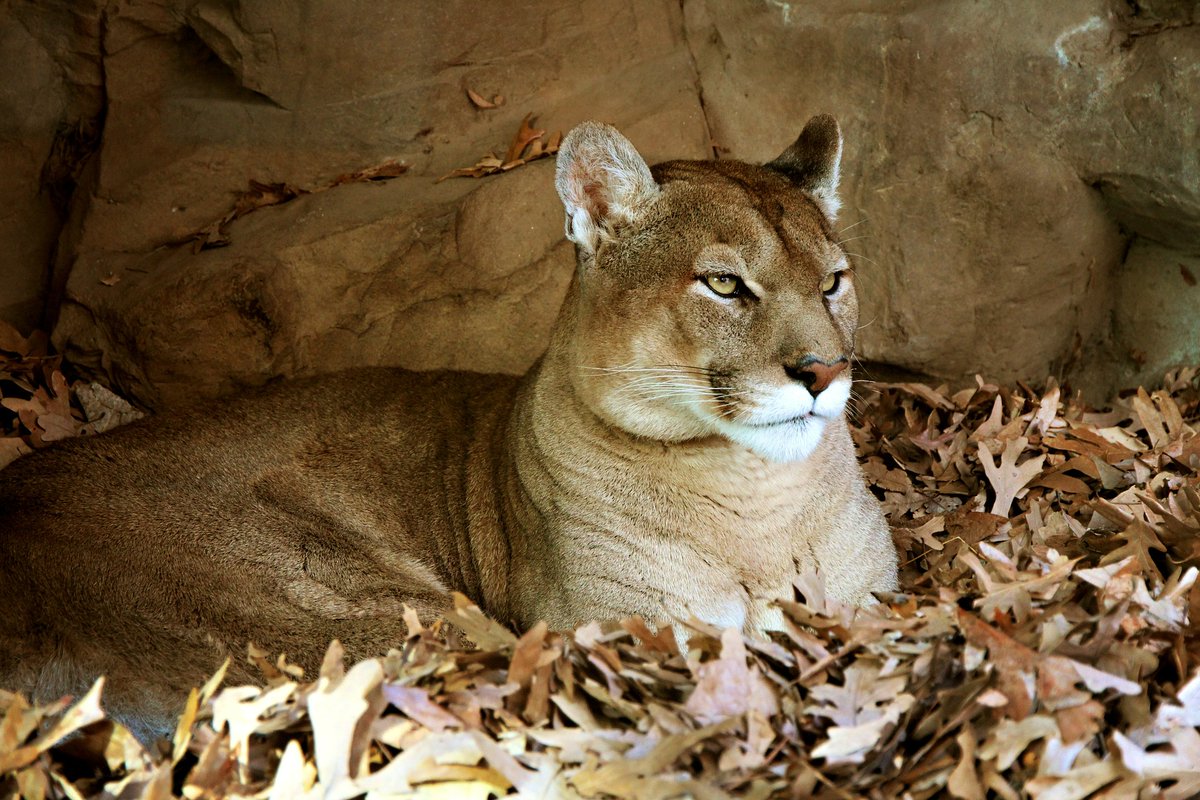 Le Puma, ce fantastique félin, que vous pourrez observer en Patagonie chilienne.. magnifique reportage photographique sur le site de <a href="/Lillustre/">raYyy</a>  : illustre.ch/photos/puma-fa….
.
#puma #observationfaune #observationanimaliere #patagonie  #voyagespatagonie #espacesandins #chili
