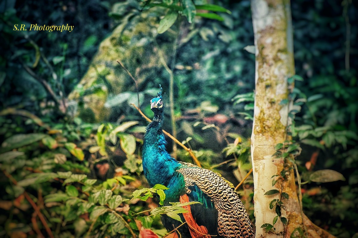 Sourav_Roy84's tweet photo. #colorful #nationalbird
#insideforest https://t.co/MoOE3JkGrP
