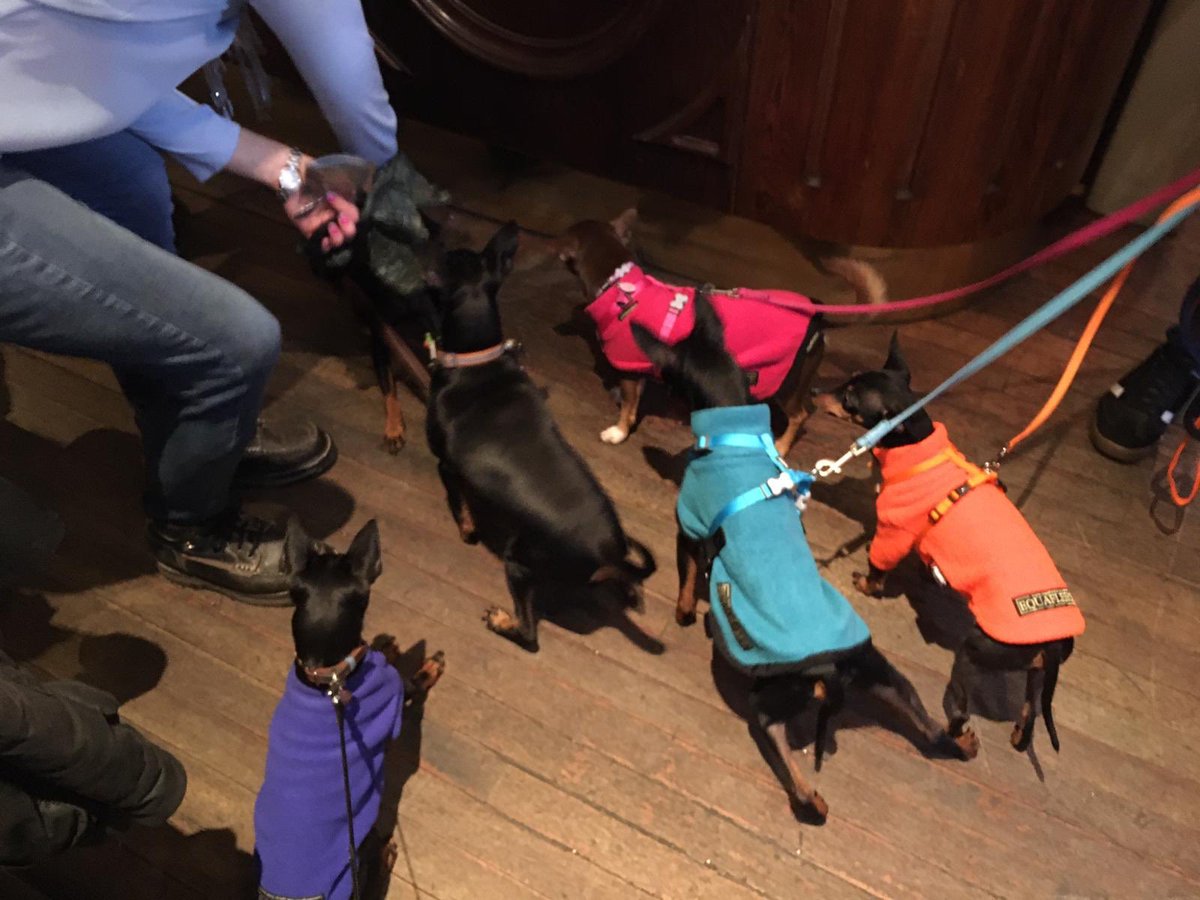 annawebbdogs's tweet photo. A bevvy of English Toy Terriers all wearing @equafleece #warm #dry #holidays https://t.co/cypzWrFiqJ