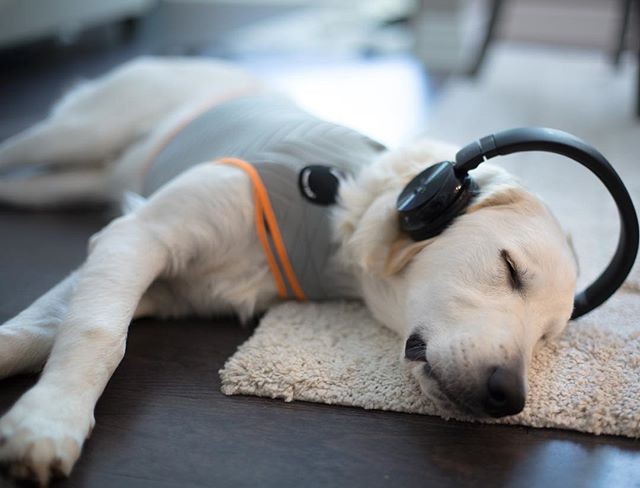 thundershirt petsmart