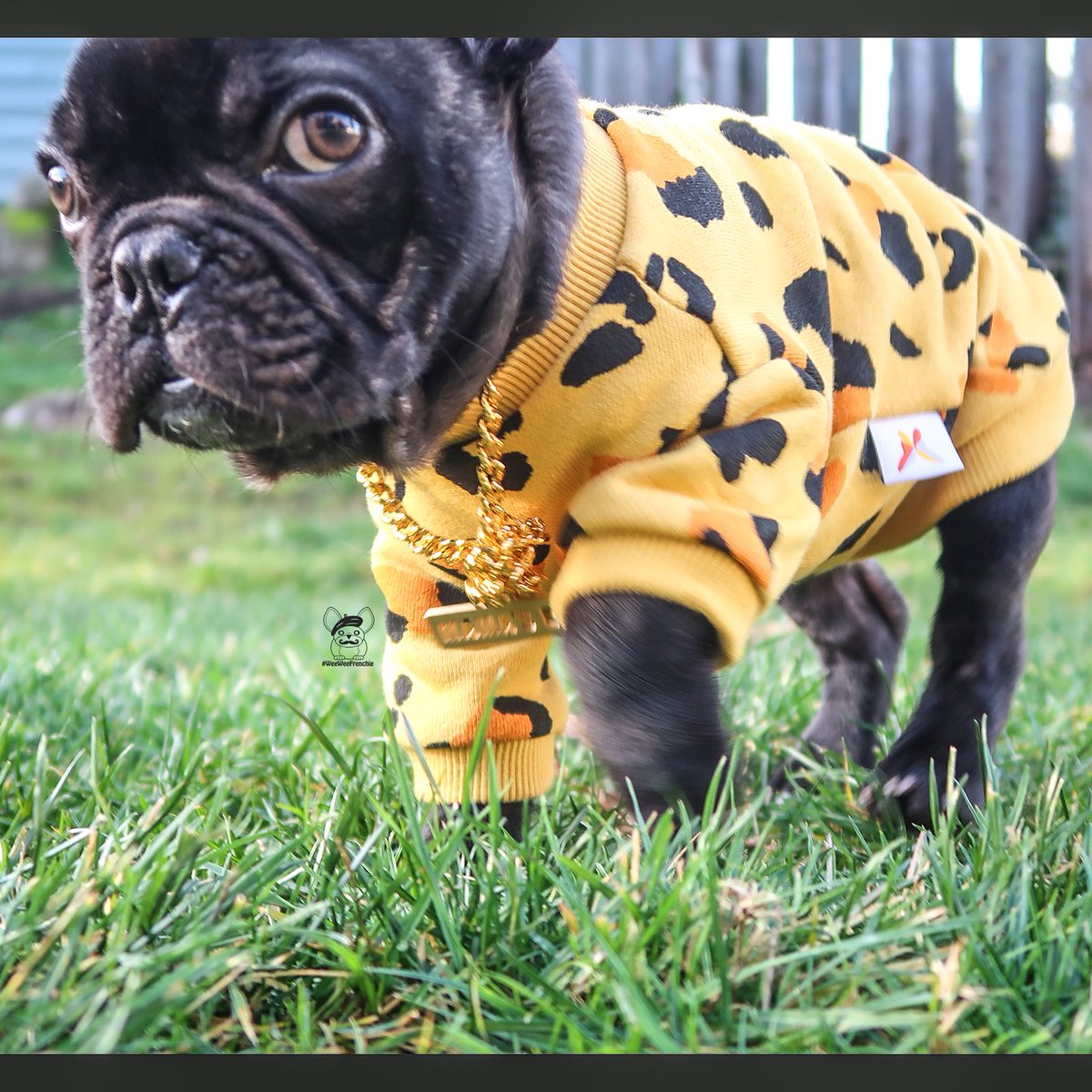 weeweefrenchie's tweet photo. Escape the ordinary and stand out from the pack! 🐆
.
Run into 2020 in style with @miamorepets and use code WEEWEE15. 💛🧡
.
Chain @frank.and.i.clothing - use WEEWEE10 🐆
#cheetahprint #yellowstyle #miamorepets #weeboysyre #weebabyphoenix #weeweefrenchie ❤️
.
🧡🐆💛🧡🐆💛🧡🐆💛 https://t.co/Ir0nhxo2rm