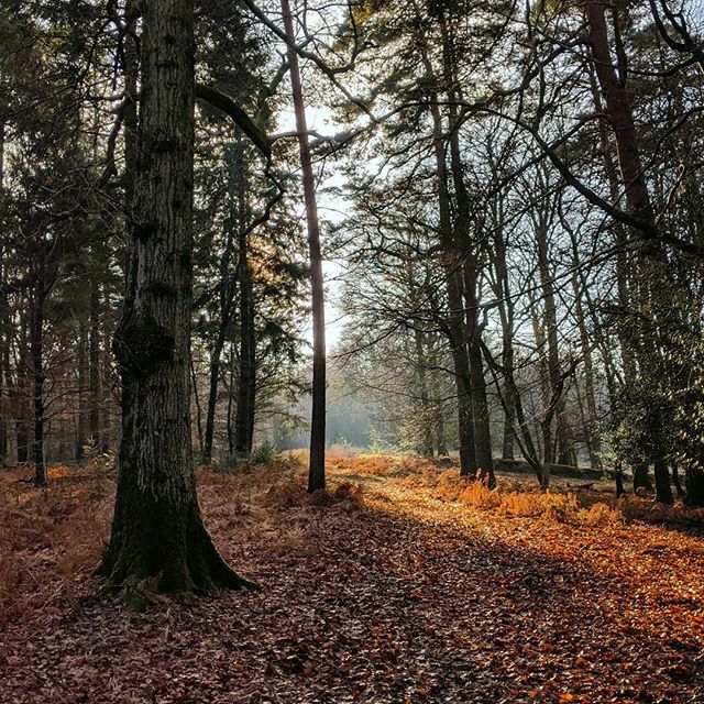 CraigBaldwin's tweet photo. Feeling autumnal again today.

#newforest #woodland #forest #trees #winter #sunset #goldenhour #dennywood #walk #ntchallenge https://t.co/HJqM0LyCqs https://t.co/CgbvM4uPx7
