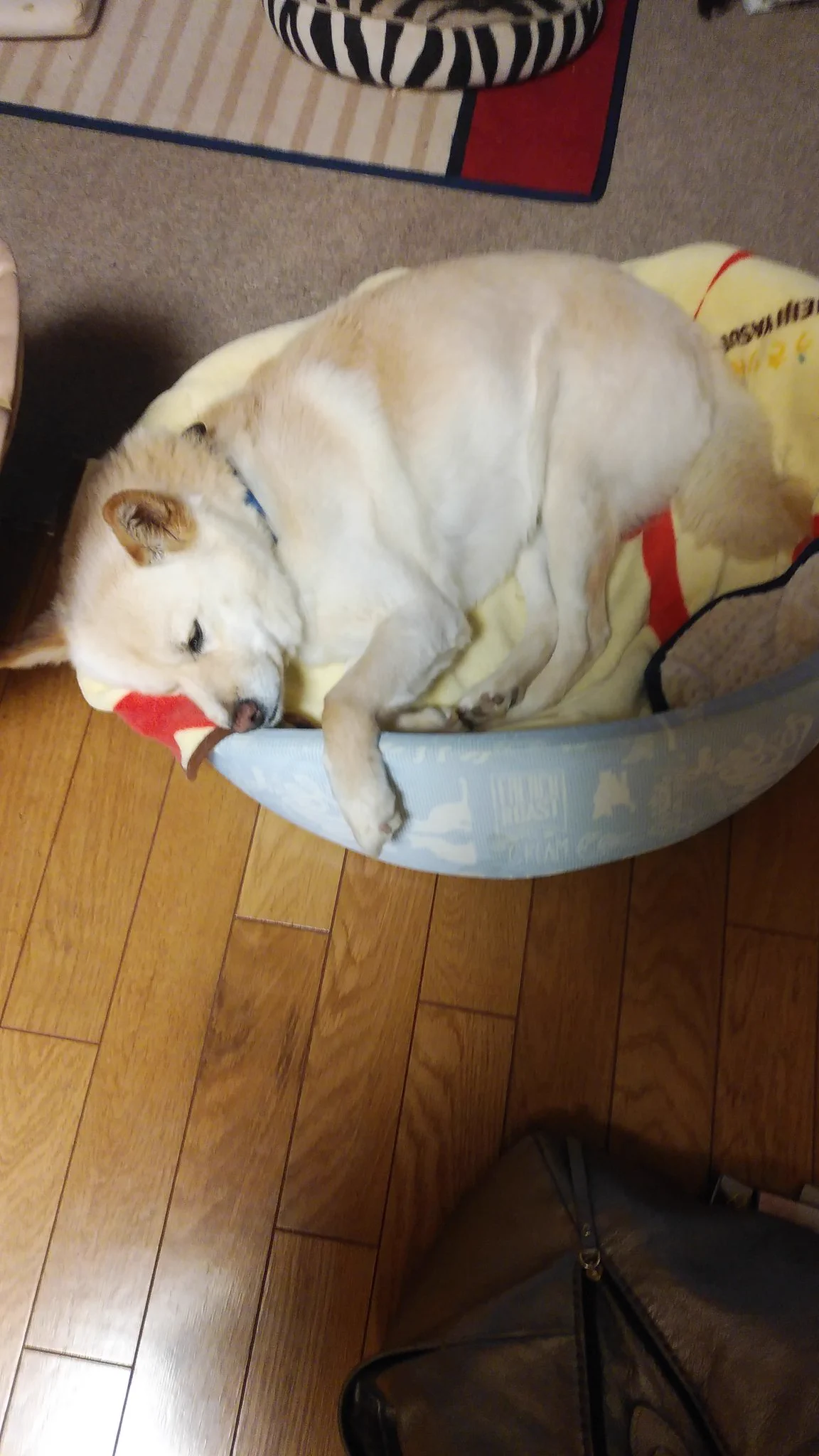 @marutaro2000 我が家のわんこは15才白内障が、いつまで頑張ってくれるかな？ 