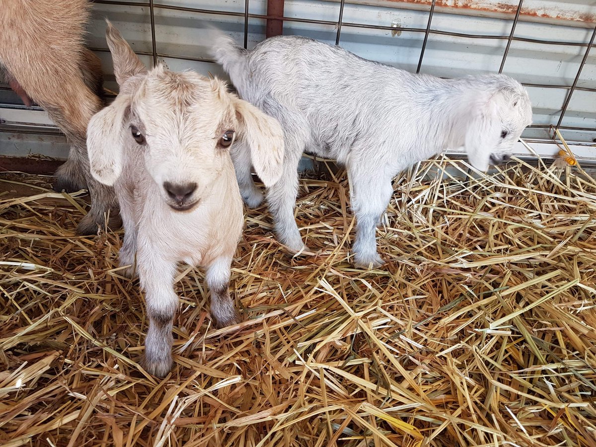 Just one of many things you'll see at this new upcoming #tourism business in #toodyaywa #CuteAnimals #fairytalefarm 
Like our page
facebook.com/32323030160354…