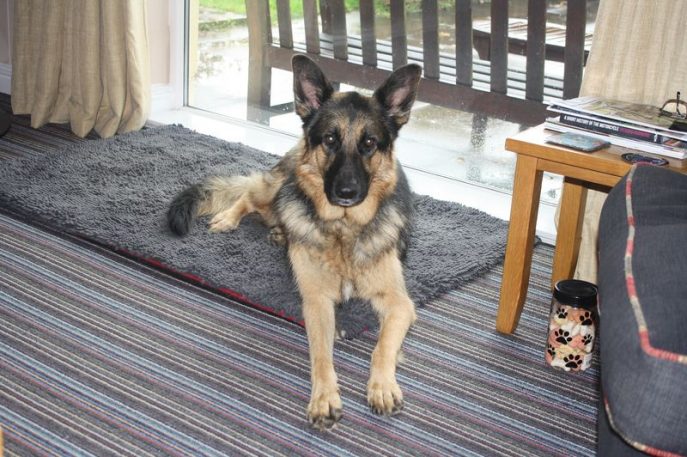 german shepherd savvy