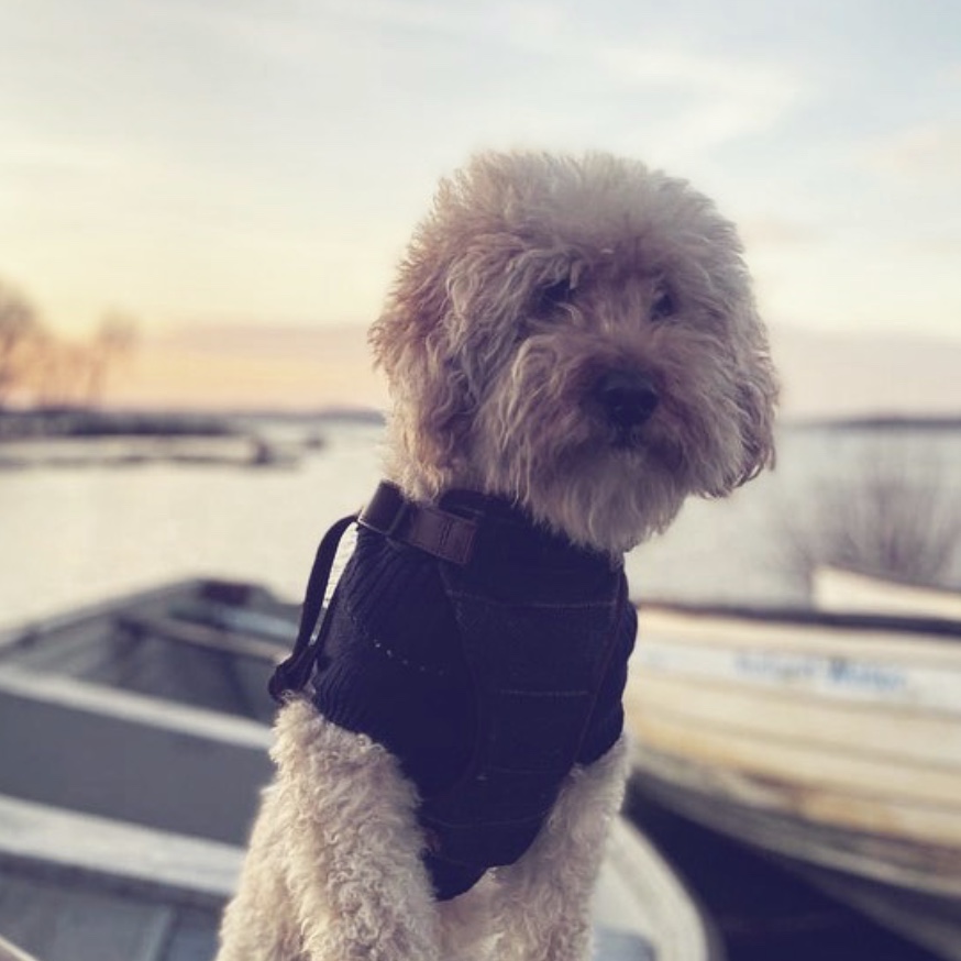 cockapoo xmas jumper