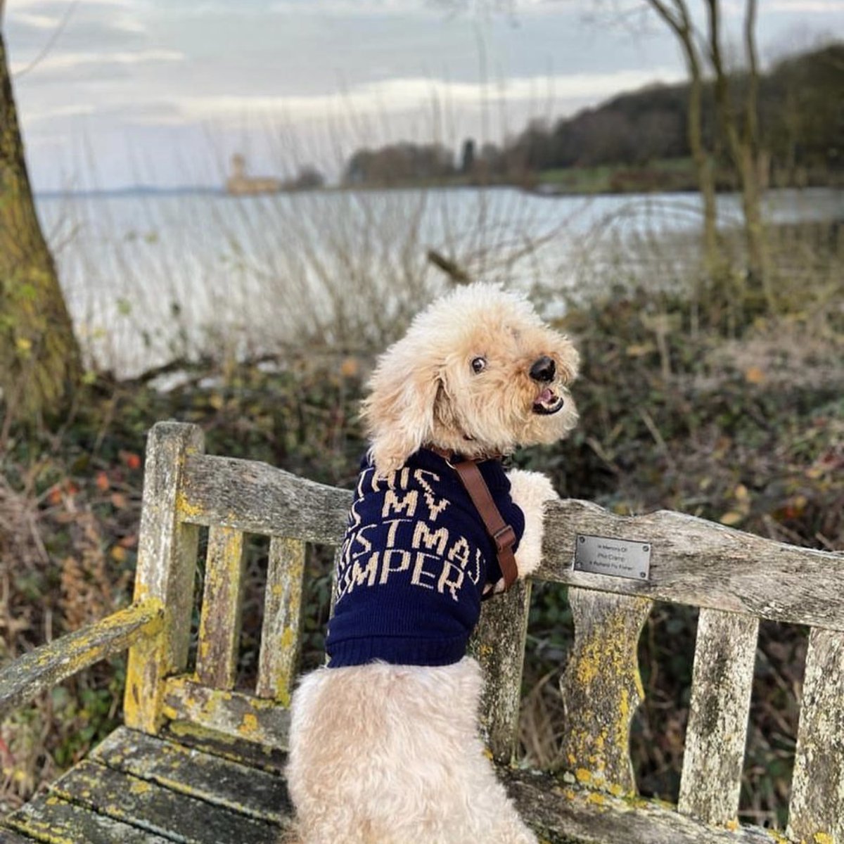 cockapoo xmas jumper
