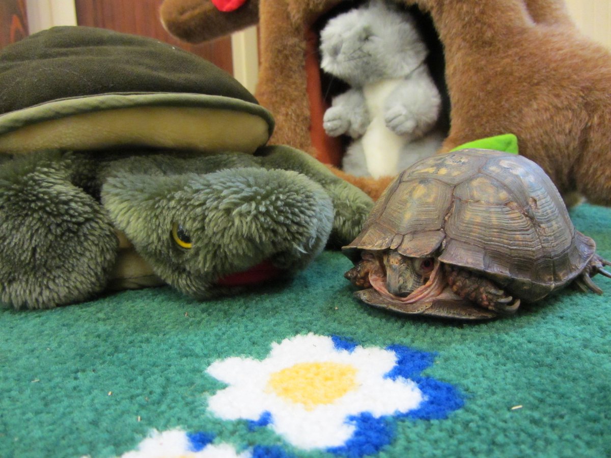 RestonOnline's tweet photo. Reminder: Come out Jan. 2 and enjoy a fun puppet show about how a turtle tried to leave town for the winter. After the show meet a real turtle. Ages 3-8 welcome. Two time slots are available.
Register today: https://t.co/JNtdXFkEU5
#Reston #EnjoyReston #RAPrograms @restonnature https://t.co/RxAi3VX6PT