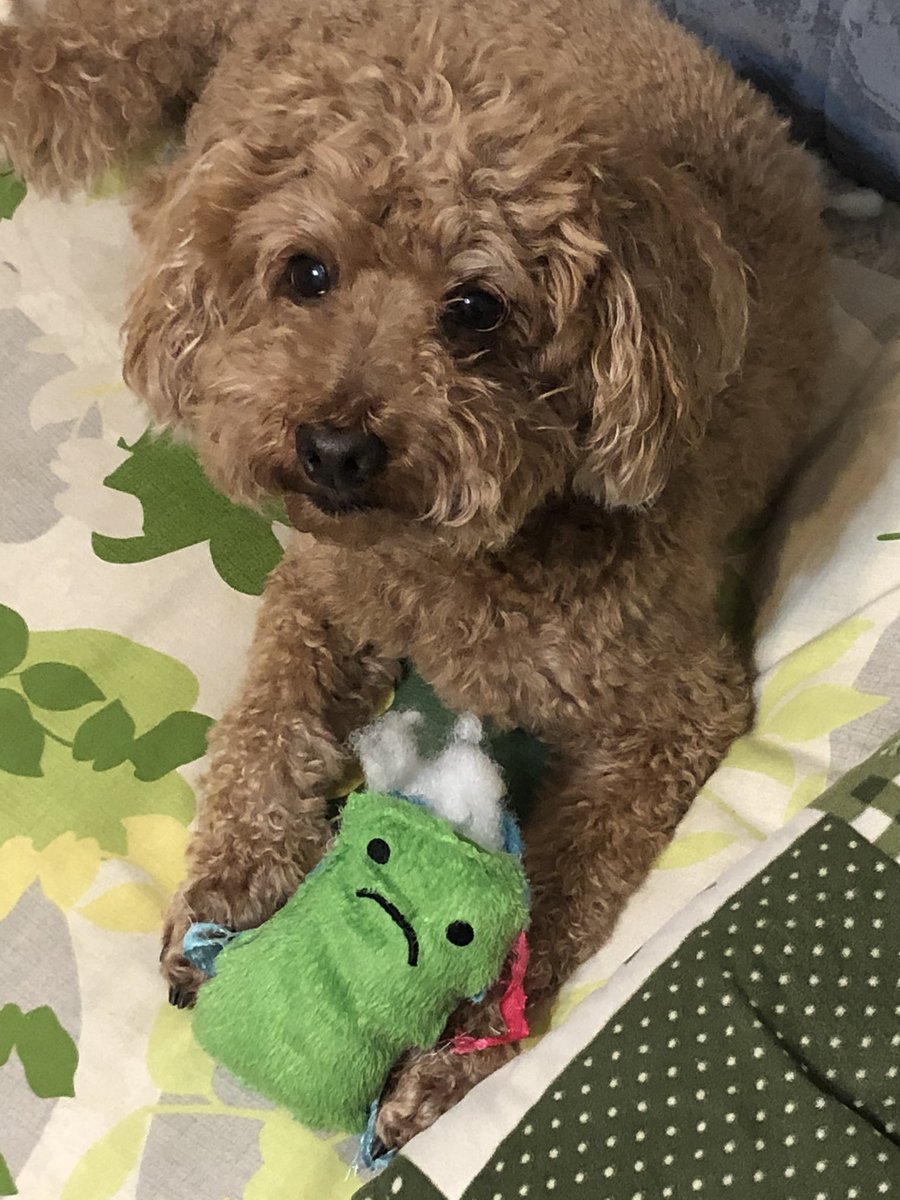 リカクリエイト スタンプ候補 ごめんなさい 愛嬌たっぷりの響くんのお写真 ありがと ポーズも表情も ごめんなさい 風にアレンジさせていただきました まだまだ描いていくからねー Lineスタンプ モデル募集 無料イラスト リカ