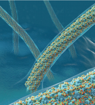 Really pleased to learn about our image being a winner of FASEB Bioart contest! It depicts the atomic structure of pili on the surface of viruses that live in nearly boiling acid  bit.ly/35Iq0q9 <a href="/FASEBorg/">FASEB</a> #sciart