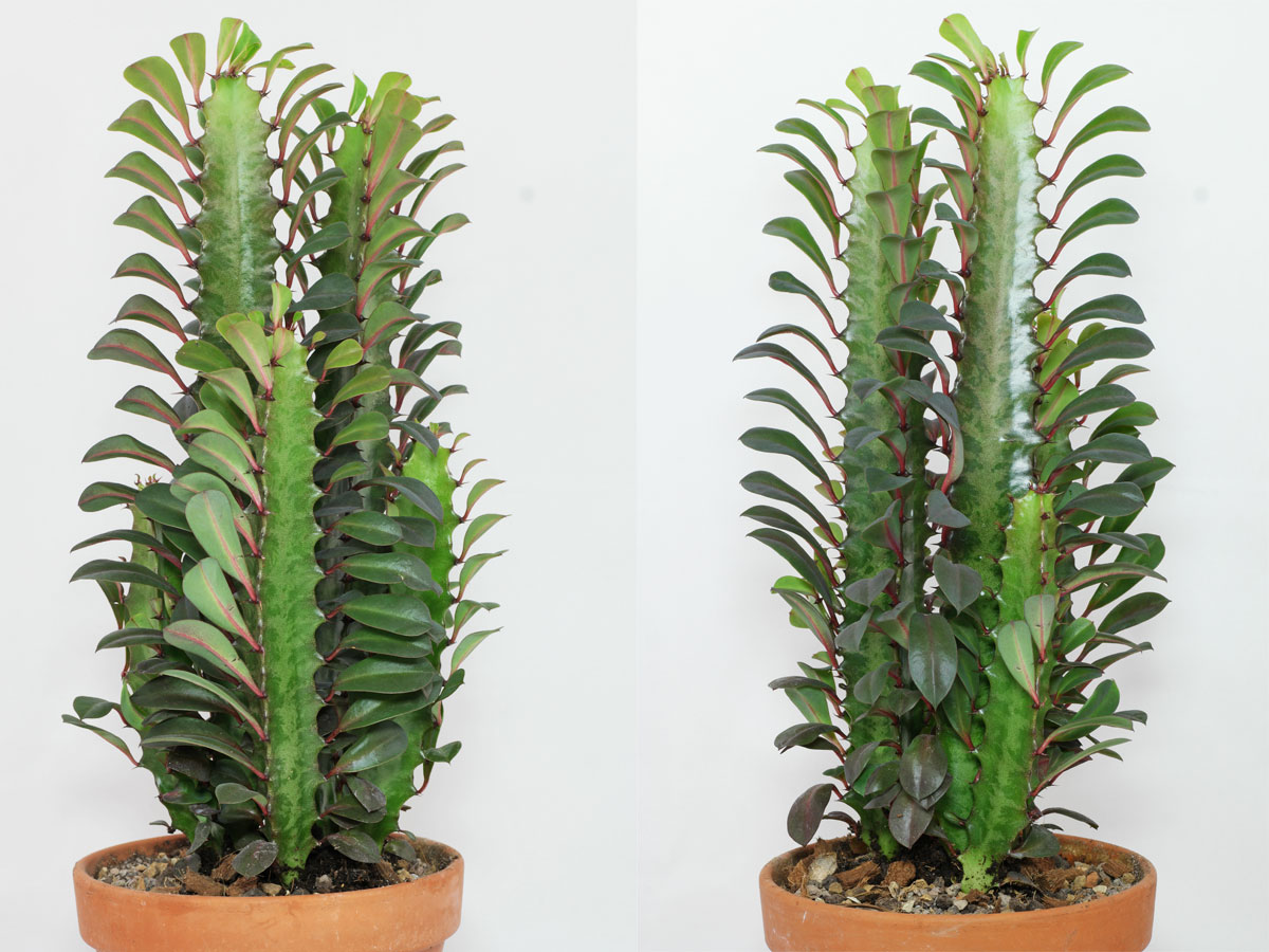 TJardineria's tweet photo. Euphorbia Trigona Ficha Técnica Y Cuidados Ficha Técnica https://t.co/cFakRLbob9 #africanmilkcactus #africanmilkplant #africanmilktree https://t.co/0rU9XEBSMp