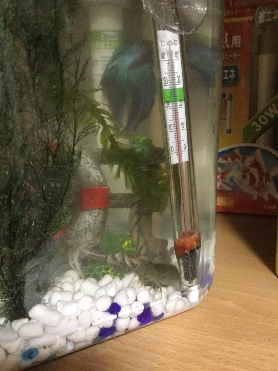 ギガてんつゆ ありがとうございます 一応酸素の出る石は入れてるのですが またエアレーションの器具も見に行きます