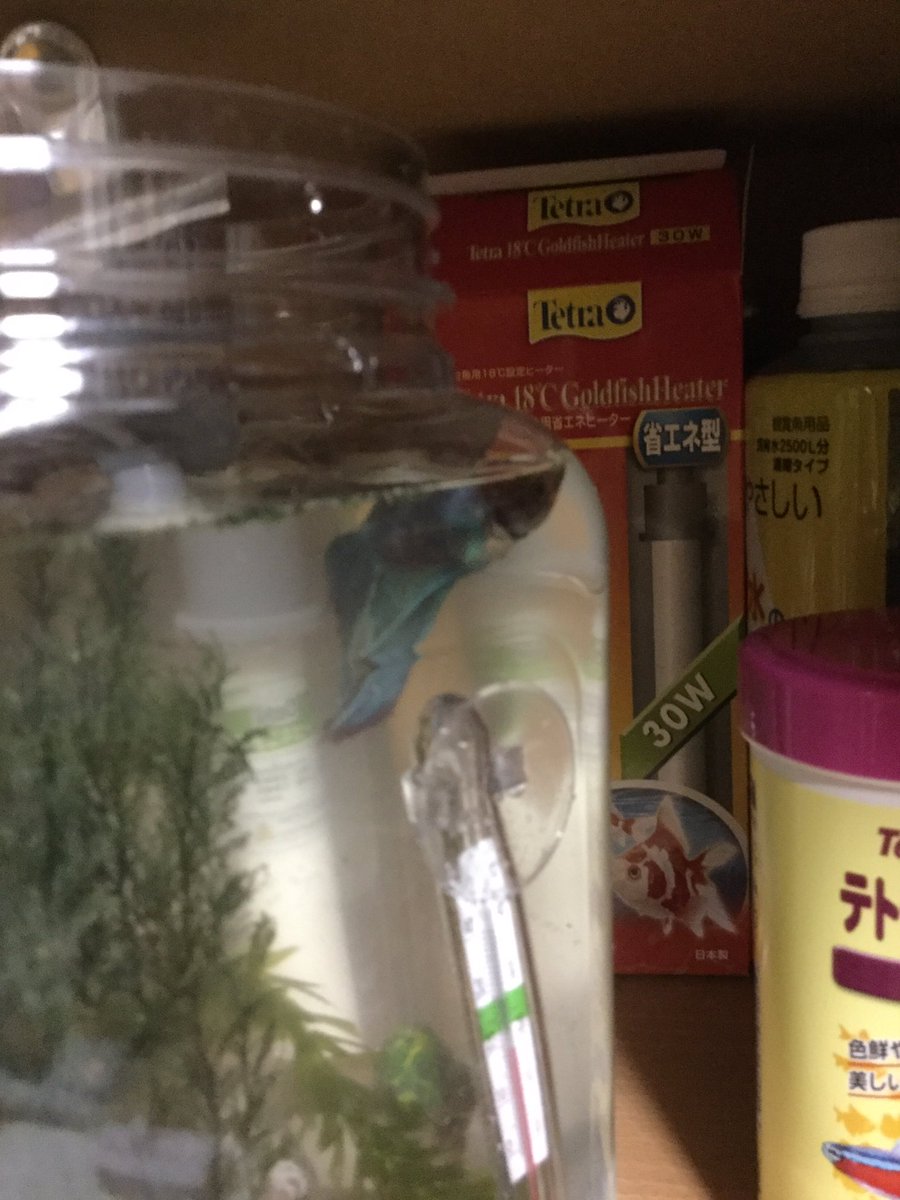 ギガてんつゆ ありがとうございます 一応酸素の出る石は入れてるのですが またエアレーションの器具も見に行きます