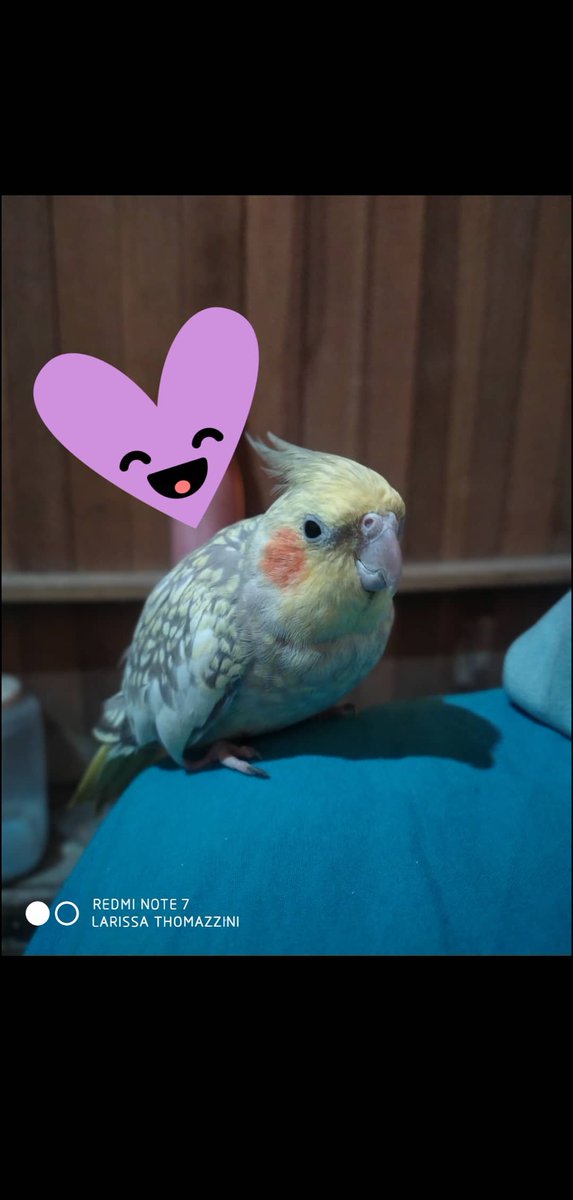 Larissa Thomazzini (@thomazzini_lari) on Twitter photo 